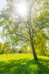 Obraz premium Green trees in spring park forest with green leaves, green grass and blue sky