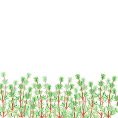 Thyme banner. Watercolor illustration. Isolated on a white background. For your design.
