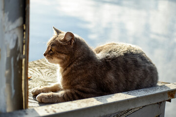 Profile of a cat in the image of the Egyptian sphinx, side view