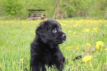  very beautiful and very cute German Shepherd puppy