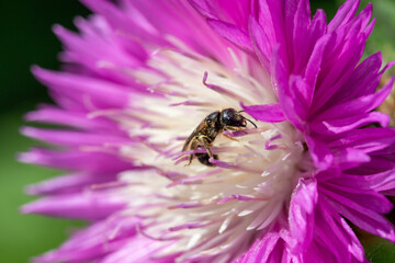 Purple aster flower closeup in nature.