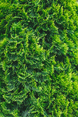 Background of cedar tree close-up. Texture of evergreen thuja. Coniferous Christmas backdrop. Beautiful emerald color. Template for greeting card design. Needles pattern.
