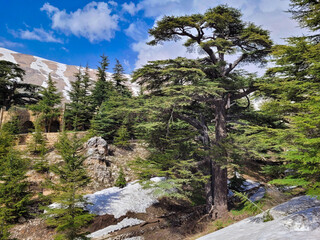 Cedar Trees in Lebanon with snow 