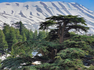 Fototapeta premium Cedar of Gods Lebanon photos snow