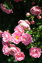 White and pink mixed color rose flower branch of 