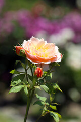 Single rose flower of 