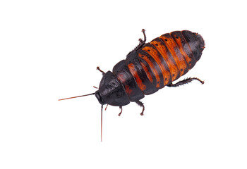 Madagascar hissing cockroach isolated on white background. Gromphadorhina portentosa.