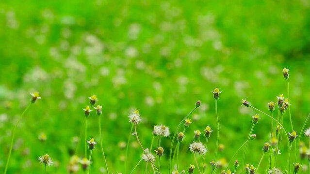 Blackjack or Bidens pilosa in green field white flower full bloom and blur green nature background