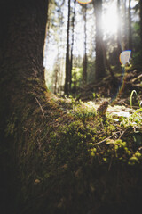 Green forest in the Carpathians nature