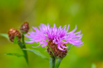 Soft focus, flowering cornflower in the meadow in the summer.