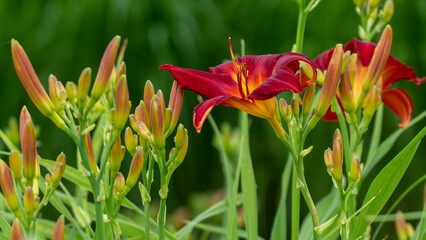 Obraz premium リンゴみたいな色のユリ