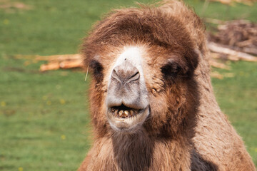 Bactrian camel. Bactrian camels live not in shifting Sahara sands but in Central and East Asia's rocky deserts. Temperatures in these locales can become searingly hot—over 100°F in summer. Yet they ca