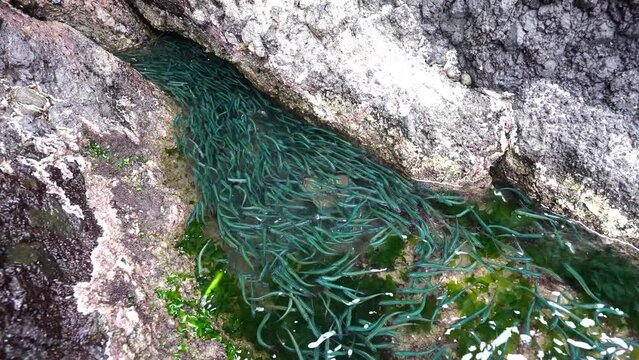 海の異変？潮だまりに大量のカタクチイワシ