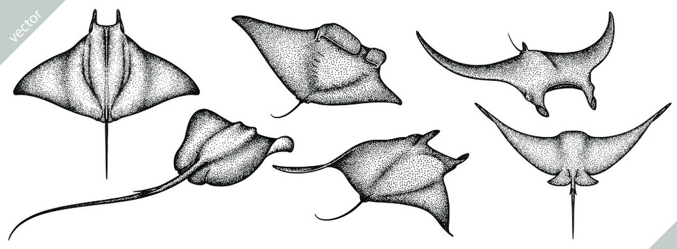 black and white engrave isolated stingray vector set illustration