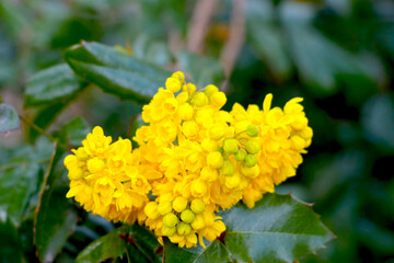 The yellow bud of a flowering bush blooms in the garden in summer.
