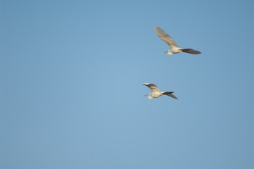 Fototapeta na wymiar Great egrets Ardea alba melanorhynchos in flight. Oiseaux du Djoudj National Park. Saint-Louis. Senegal.