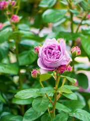 Pink Rose with Leaves