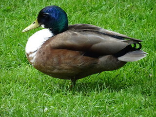 Edle Stockente auf grüner Wiese