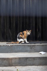 cat on the street