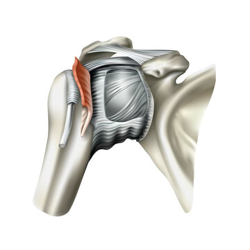 Human anatomy. Shoulder joint, right, front view. 3D illustration