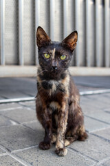 black and white cat portrait