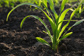 Young sprouts of corn on the background of agriculture field. The concept of sowing company or...