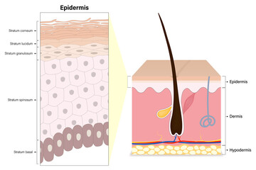 Epidermis layers of human skin cross section vector. Structure of the human skin. Stratum corneum, lucidum, granulosum, spinosum and basal. Media for educational and medical use. - obrazy, fototapety, plakaty