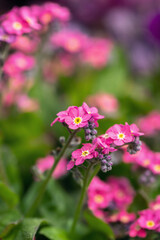Obraz premium Blossoms of a pink forget-me-not cultivar (Genus Mysotis).