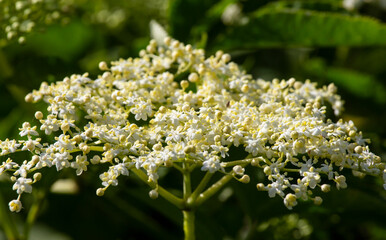 Flowering black elderberry - Sambucus nigra.
Elderflower flowers and fruits are used in alternative...