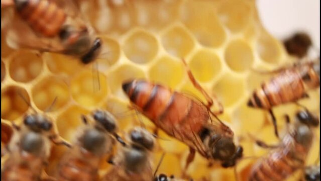 Queen Bee, Queenbee (Apis cerena indica) on honey comb.