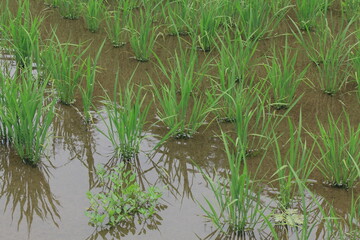 田舎の水田風景、田植えが終わり秋には収穫