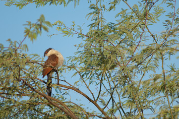 Senegal coucal Centropus senegalensis preening on a branch of gum acacia Senegalia senegal. Langue de Barbarie National Park. Saint-Louis. Senegal.