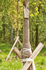 Plantation of newly planted trees in row supported by wooden stakes in cut forest. vertical footage