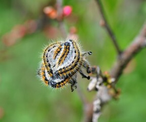 caterpillar on a branch