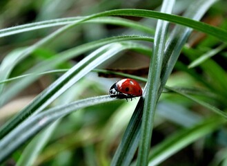 ladybug on grass