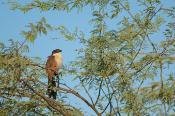 Senegal coucal Centropus senegalensis on a branch of gum acacia Senegalia senegal. Langue de Barbarie National Park. Saint-Louis. Senegal.