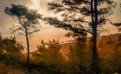 Obraz na płótnie Canvas Silhouette of pine trees. At sunrise in Carmel