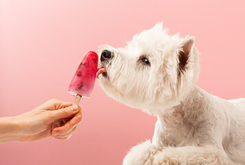 White dog licks ice cream on a pink background, summer