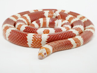 綺麗にとぐろを巻いたアルビノのルスベンキングスネーク