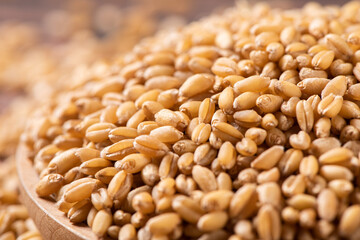 close up of wheat seeds in a plate background