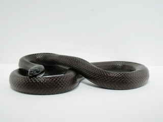 八の字のような形になっているメキシカンブラックキングスネーク