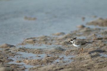 Common ringed plover Charadrius hiaticula. Senegal River. Langue de Barbarie National Park. Saint-Louis. Senegal.