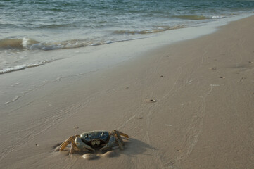 Crab in the Senegal River. Langue de Barbarie National Park. Saint-Louis. Senegal.