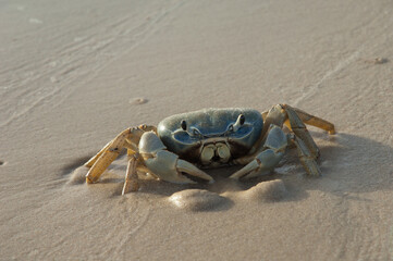 Crab on the sand of the Senegal River. Langue de Barbarie National Park. Saint-Louis. Senegal.