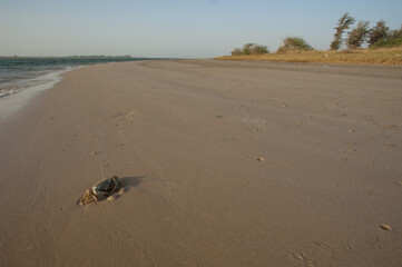 Crab in the Senegal River. Langue de Barbarie National Park. Saint-Louis. Senegal.