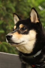 Naklejka na ściany i meble japanese dog breed black shiba-inu, portrait, close-up