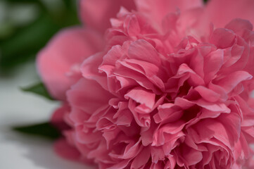 Fototapeta premium Peony flower of pink color bloom full