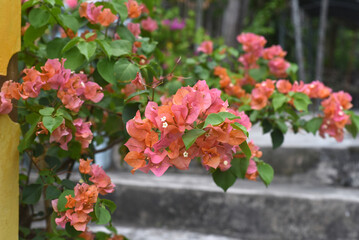 Growing pink and orange Bougainvillea flowers in Nha Trang Vietnam