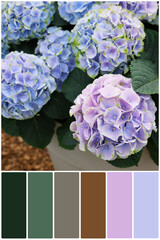 Color palette and hydrangea plant with beautiful flowers, closeup. Collage