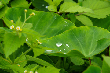 サトイモの葉の水玉